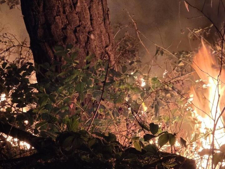 Polizei ist auf Zeugen angewiesen: Sechs Waldbrände rund um Straelen – der Beginn der nächsten Brandserie?