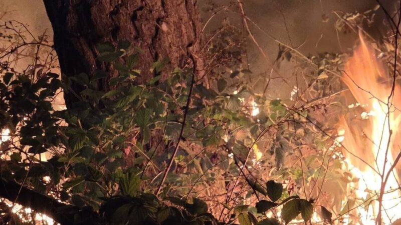 Polizei ist auf Zeugen angewiesen: Sechs Waldbrände rund um Straelen – der Beginn der nächsten Brandserie?