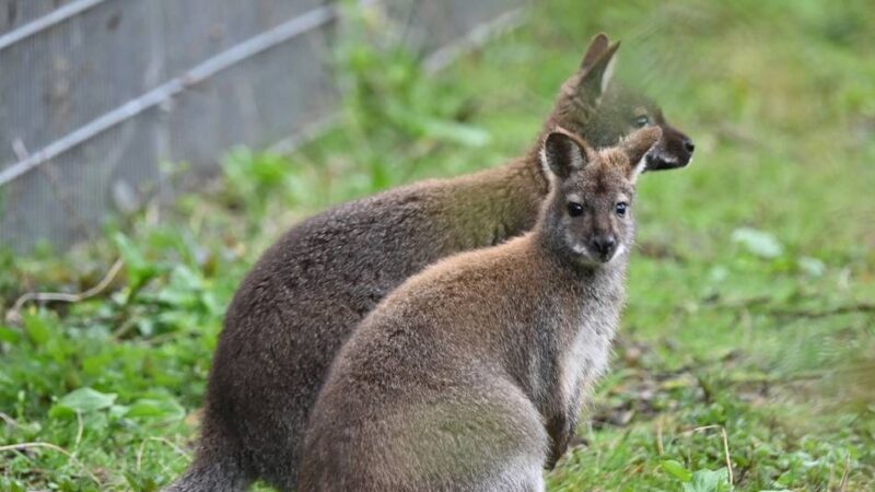 Outback-Gehege neu gebaut: Neue Kängurus hüpfen durch den Tiergarten Kleve