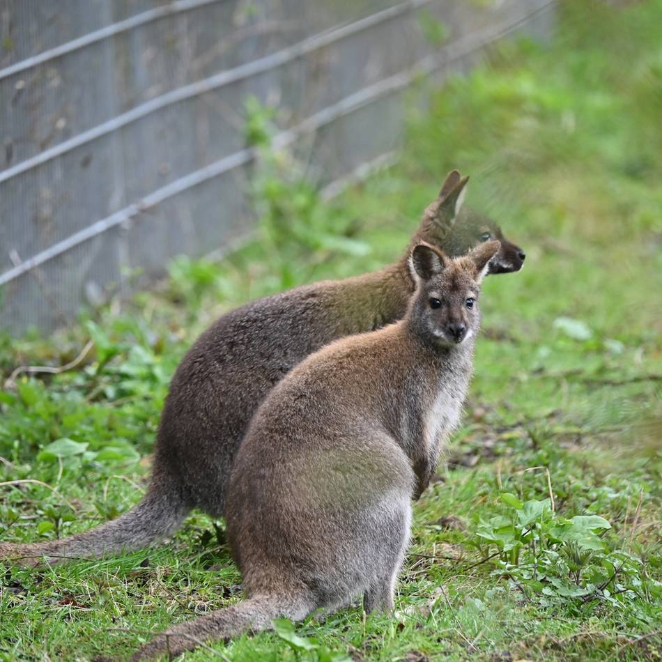 Outback-Gehege neu gebaut: Neue Kängurus hüpfen durch den Tiergarten Kleve