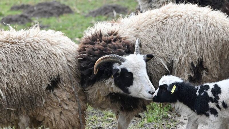 Überall neues Leben: Was in den Osterferien im Klever Tiergarten geboten wird