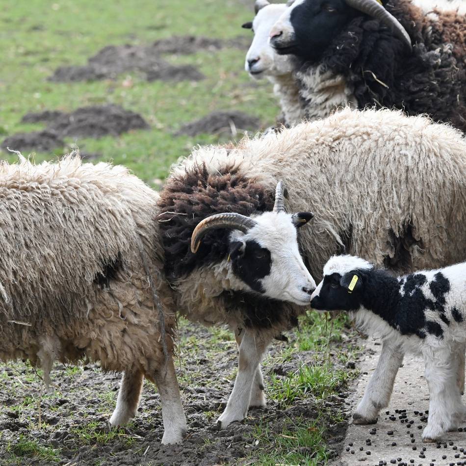 Überall neues Leben: Was in den Osterferien im Klever Tiergarten geboten wird