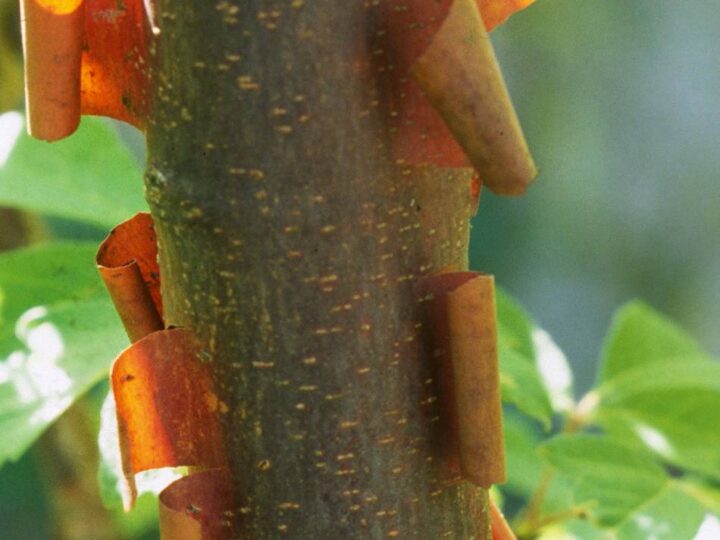 An der B58 in Geldern-Pont: Diebe stehlen Zimtahorn aus Baumschule