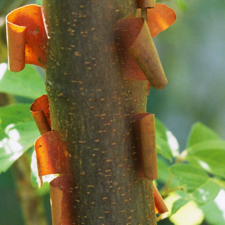 An der B58 in Geldern-Pont: Diebe stehlen Zimtahorn aus Baumschule