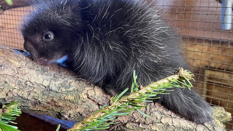 Nordamerikansicher Sonderling: Nichts zum Kuscheln: Stacheliges Baby im Tiergarten Kleve geboren