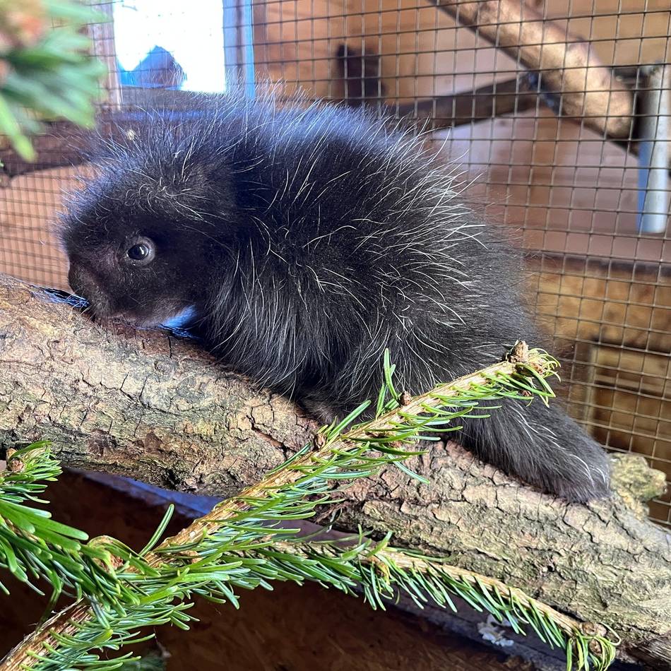 Nordamerikansicher Sonderling: Nichts zum Kuscheln: Stacheliges Baby im Tiergarten Kleve geboren