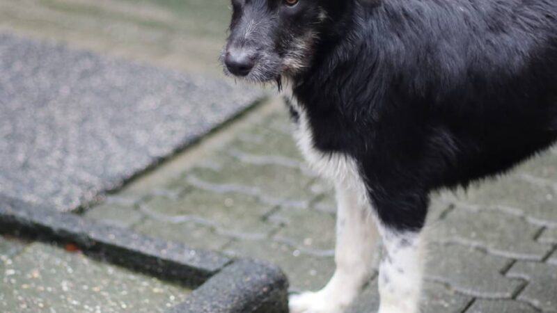 „Tier der Woche“ in Wermelskirchen: Ein liebevolles Zuhause zum Monatstag