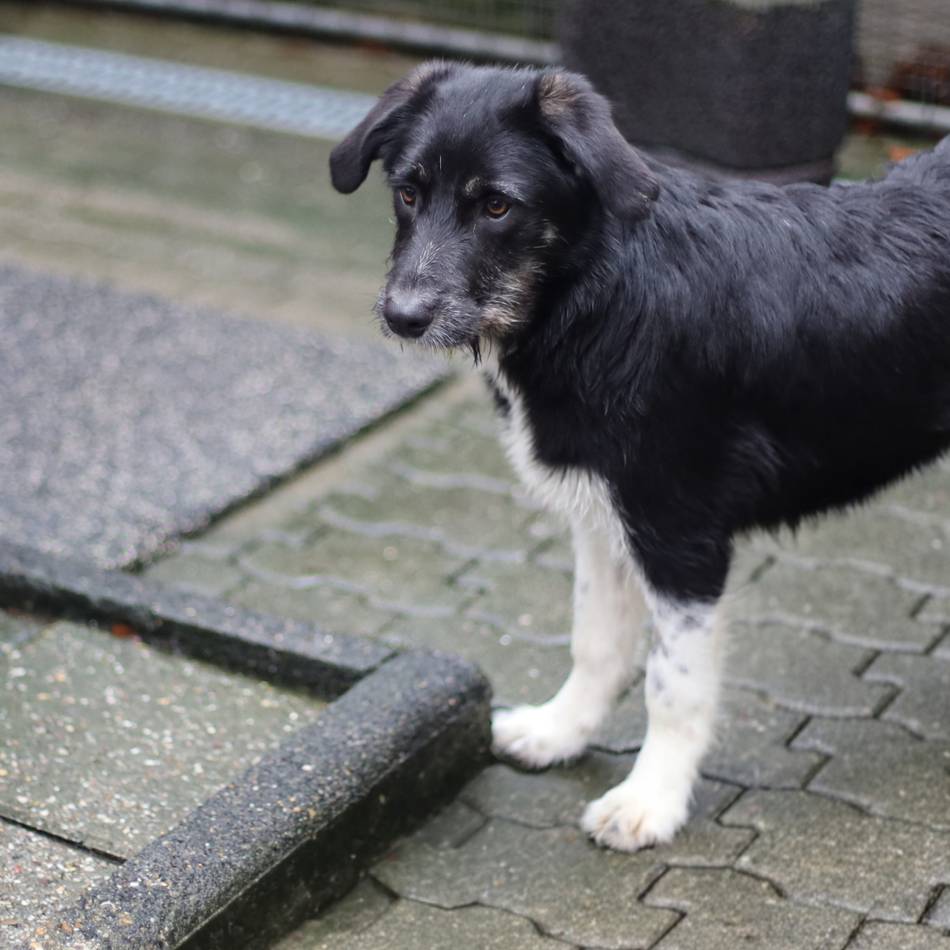 „Tier der Woche“ in Wermelskirchen: Ein liebevolles Zuhause zum Monatstag