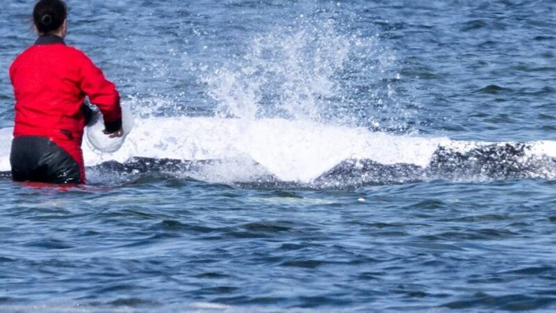 Xantener Tierärztin hilft Rettern: „Den Wal leiden zu lassen, ist keine Option“