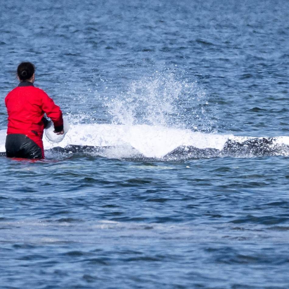 Xantener Tierärztin hilft Rettern: „Den Wal leiden zu lassen, ist keine Option“