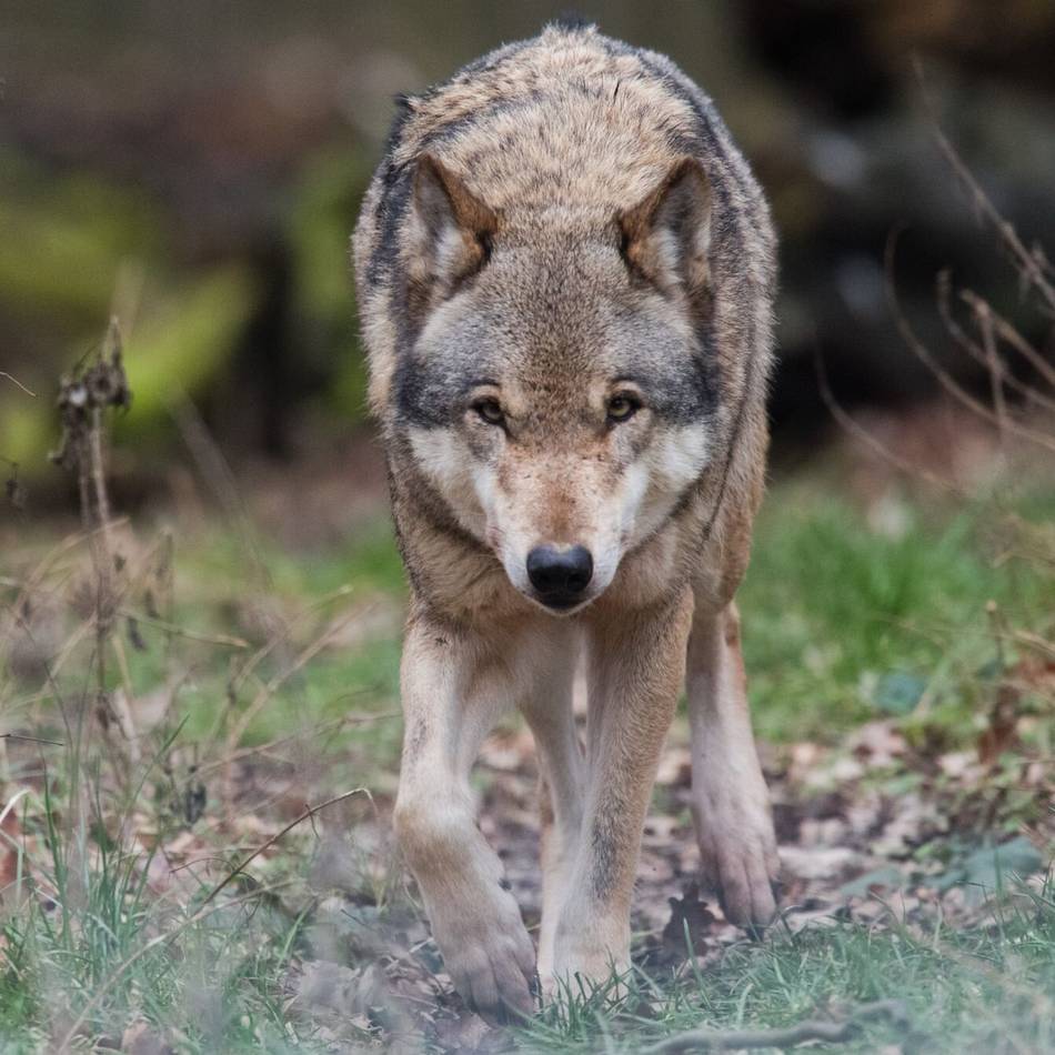 Weitere Sichtungen aus Leverkusen: Wolfsrätsel an Karneval – Untersuchungen dauern an
