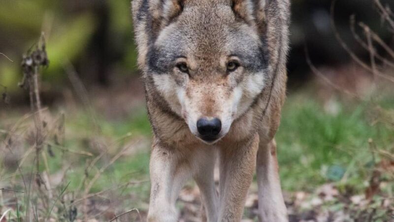 Nach Unfall im Februar: Wolf bei Erkelenz eindeutig bestätigt – Genanalyse liefert Klarheit
