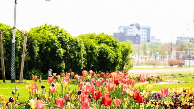 Letzter Rundgang vor Laga-Start in Neuss: Eine Million Blüten verwandeln alte Galopprennbahn