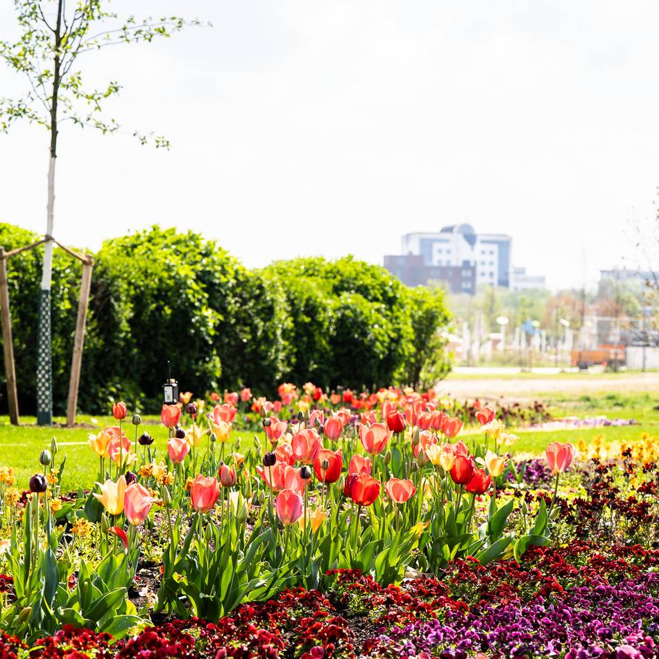 Letzter Rundgang vor Laga-Start in Neuss: Eine Million Blüten verwandeln alte Galopprennbahn