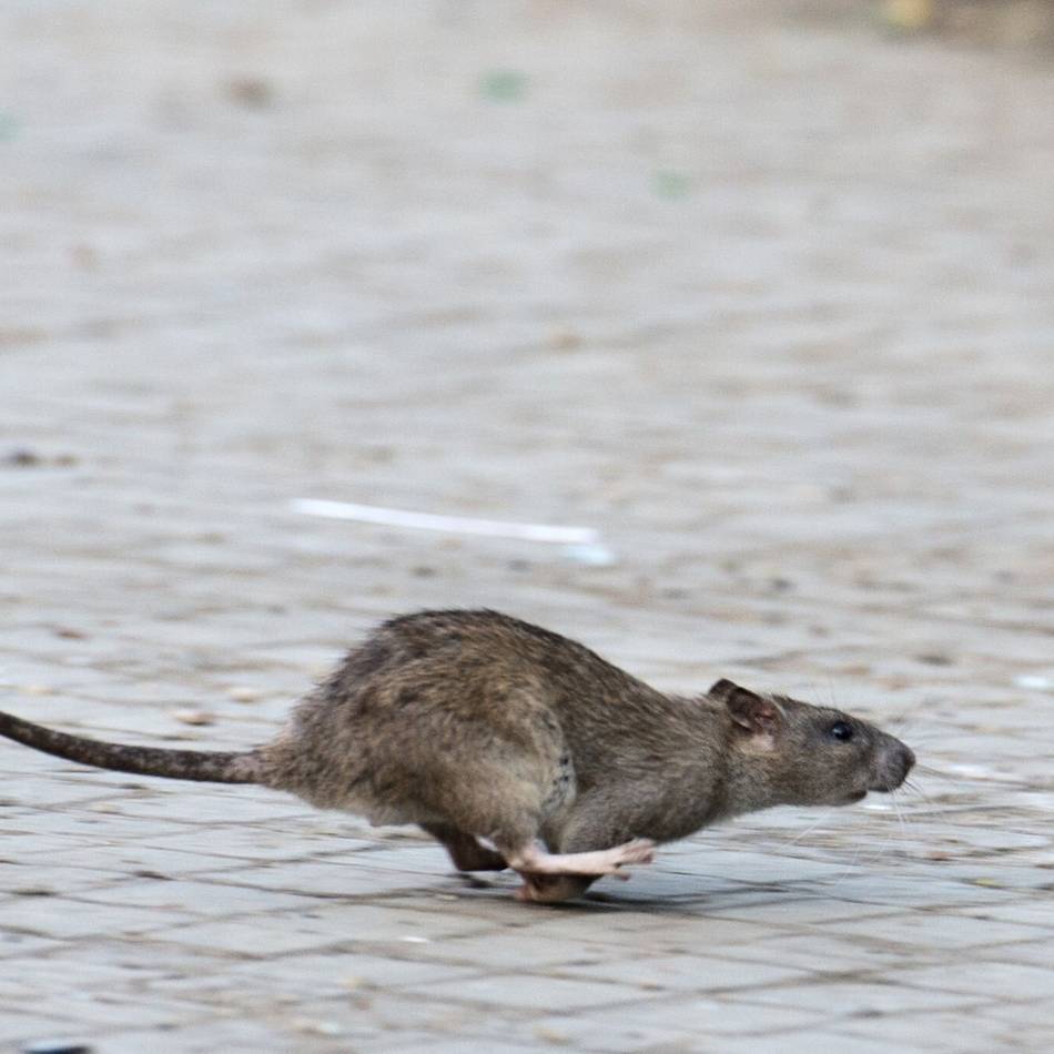Schädlinge in Viersen: Warum Mieter bei Rattenbefall selbst zahlen müssen