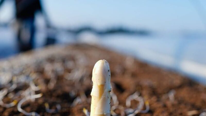 Spargelhof in Gubberath: Früher Saisonstart und zurückhaltende Kunden – „Spargel bleibt ein Luxusgut“