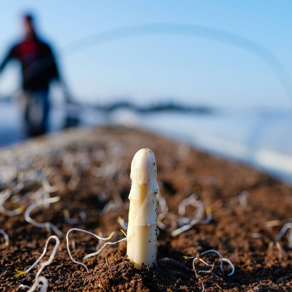 Spargelhof in Gubberath: Früher Saisonstart und zurückhaltende Kunden – „Spargel bleibt ein Luxusgut“