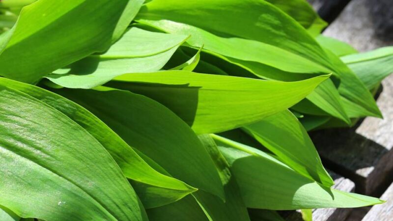 Workshop und Wanderung: Wildkräuter im Kreis Mettmann entdecken