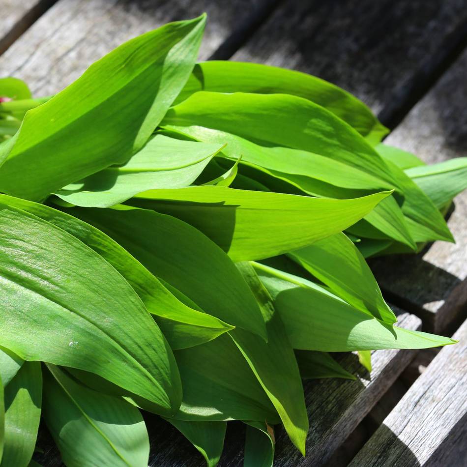 Workshop und Wanderung: Wildkräuter im Kreis Mettmann entdecken