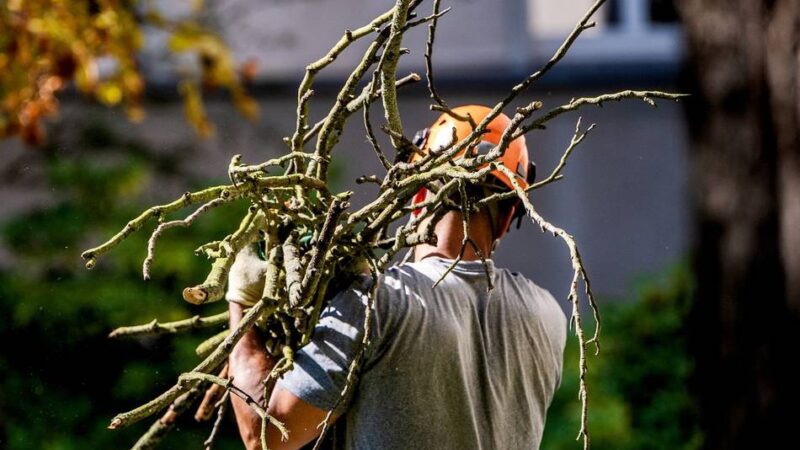 Sperrungen möglich: Ab Montag Baumpflegearbeiten in Jüchen