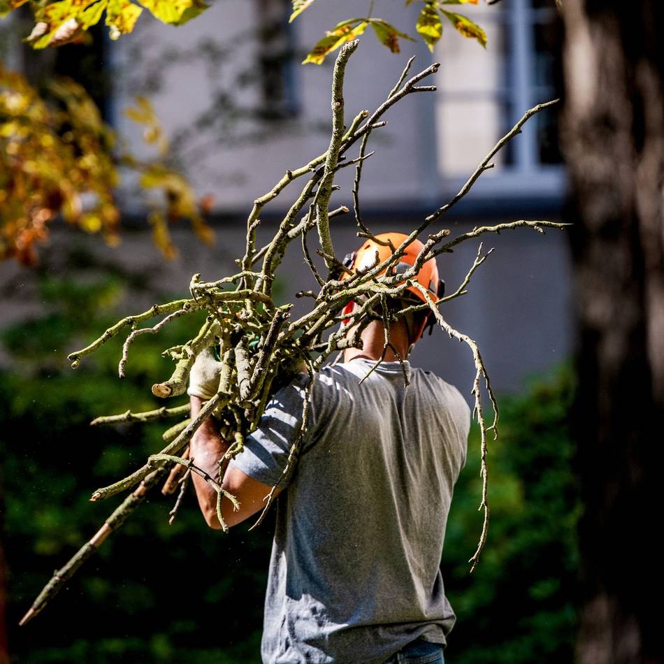 Sperrungen möglich: Ab Montag Baumpflegearbeiten in Jüchen