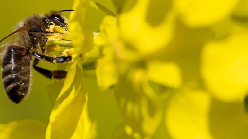 Raus in die Natur: Frühlingsexkursionen mit der Volkshochschule Langenfeld