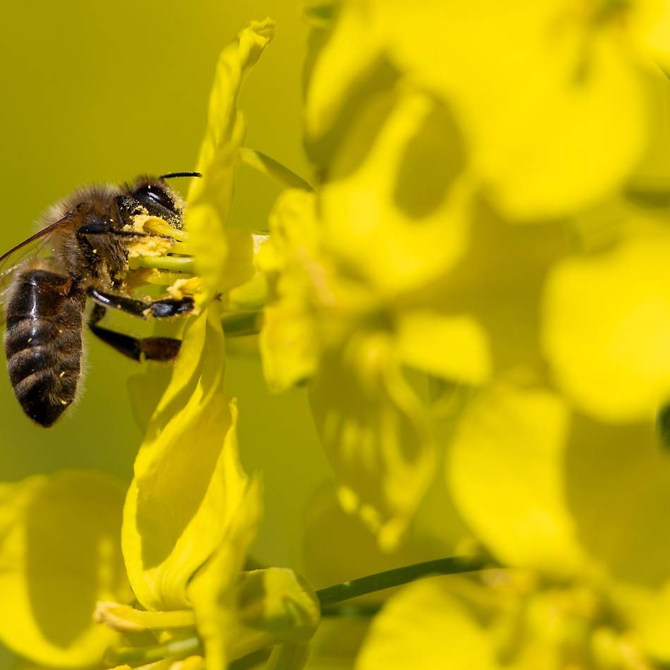 Raus in die Natur: Frühlingsexkursionen mit der Volkshochschule Langenfeld