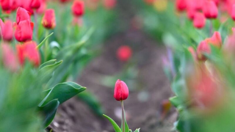 Auf Initiative der Grünen: „Rettet die Blumenzwiebeln“ – Bürgeraktion für ein blühendes Dorf in Kerken