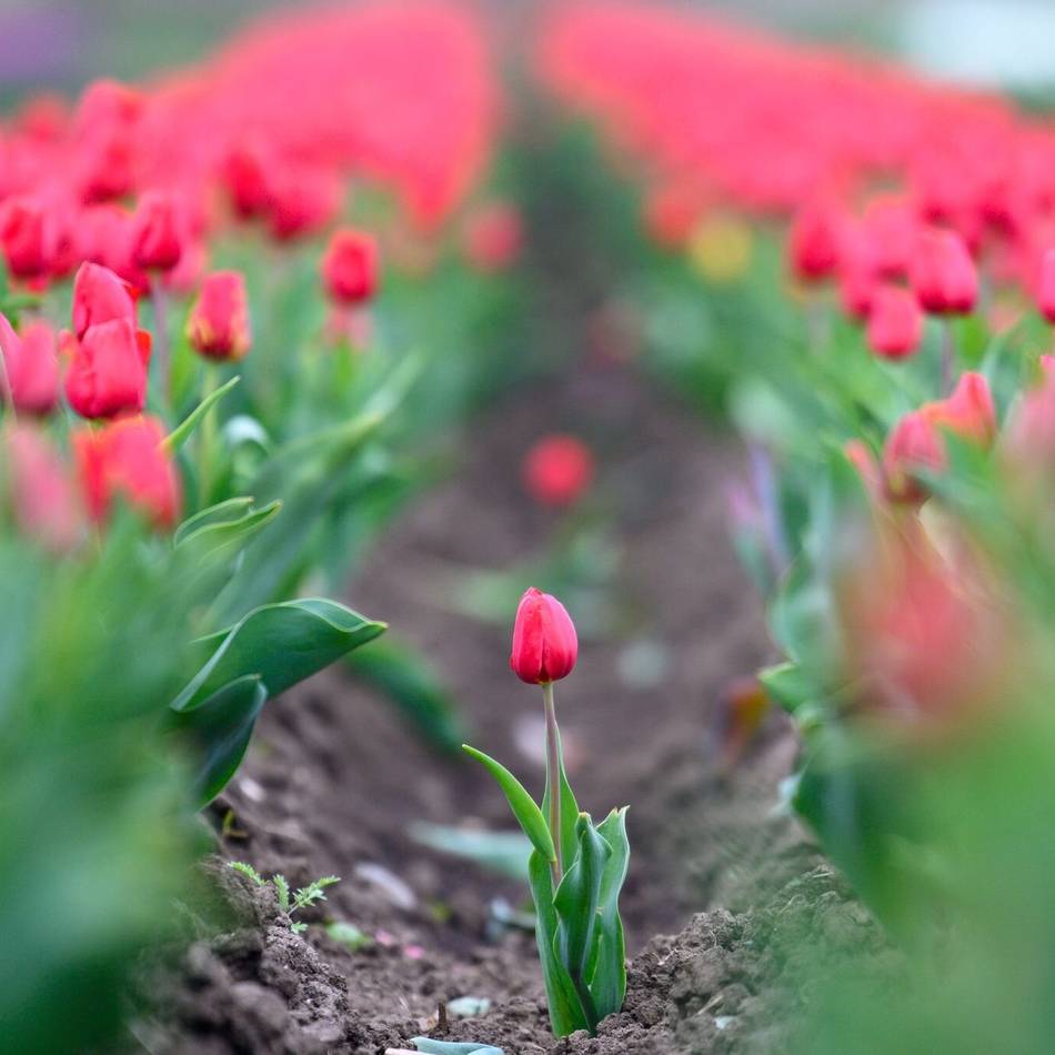 Auf Initiative der Grünen: „Rettet die Blumenzwiebeln“ – Bürgeraktion für ein blühendes Dorf in Kerken