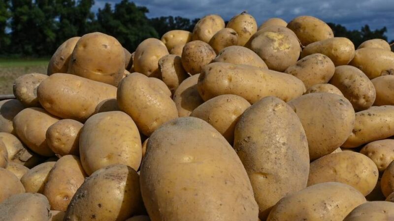 Kaarster Landwirt fordert: „Wir müssen alle weniger Kartoffeln anbauen“