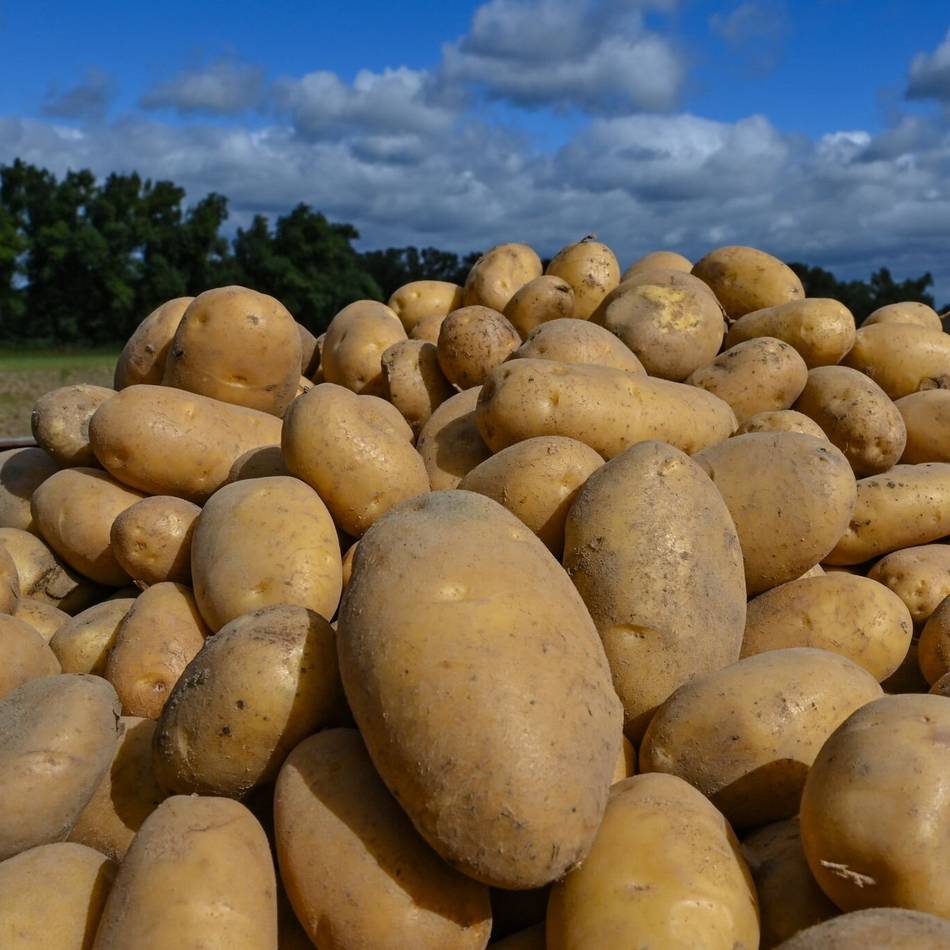 Kaarster Landwirt fordert: „Wir müssen alle weniger Kartoffeln anbauen“
