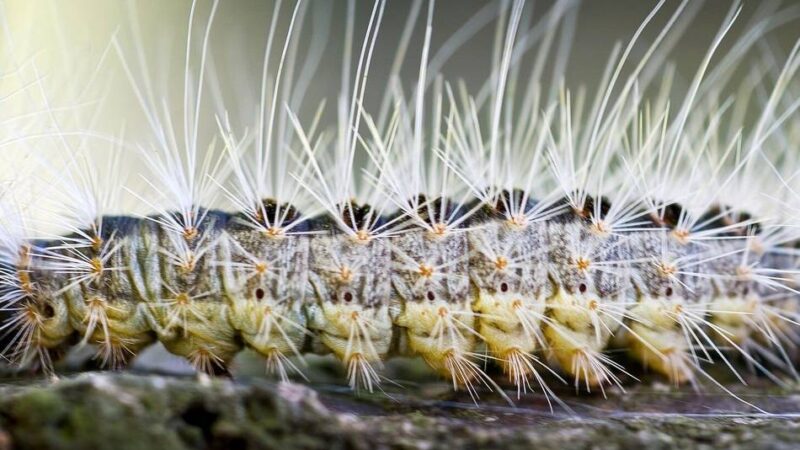 Natur in Meerbusch: Stadt bekämpft den Eichenprozessionsspinner
