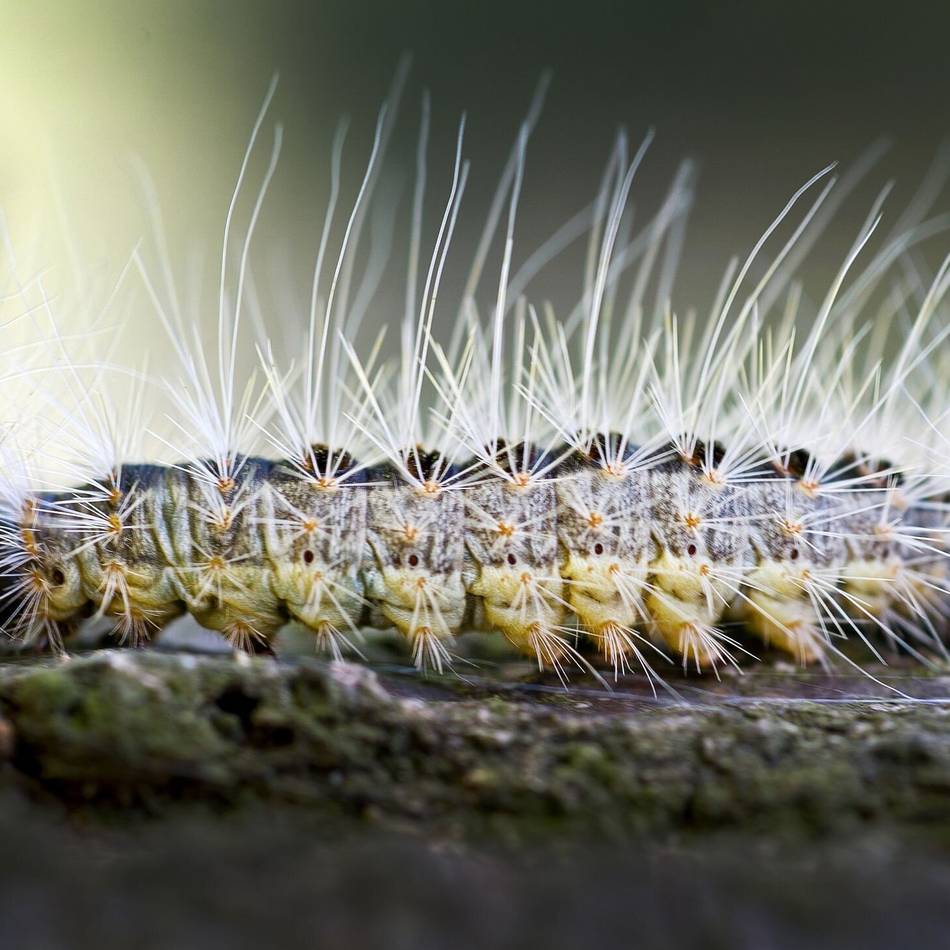 Natur in Meerbusch: Stadt bekämpft den Eichenprozessionsspinner