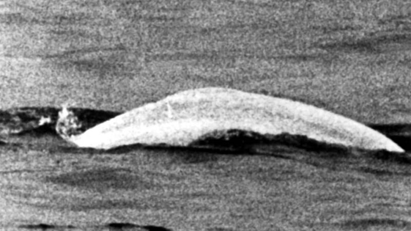 60 Jahre vor Timmy: Neue Schiffstour erinnert an berühmten Wal im Rhein bei Duisburg