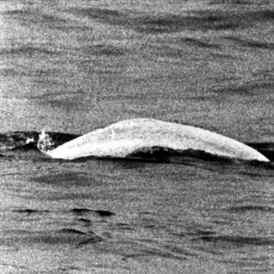 60 Jahre vor Timmy: Neue Schiffstour erinnert an berühmten Wal im Rhein bei Duisburg