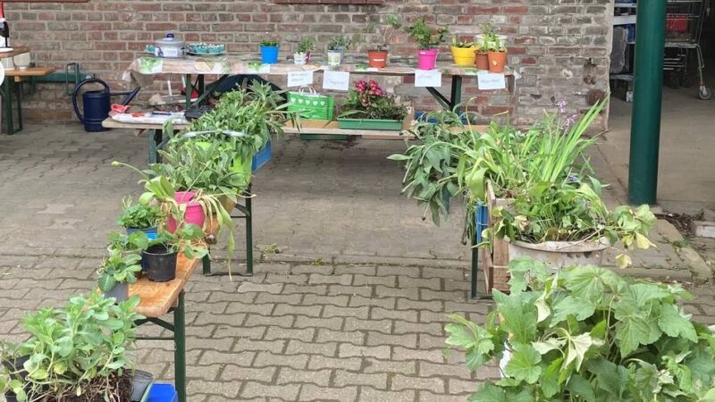 Börse am Haus Neuenhoven: Pflanzentauschbörse am Samstag in Jüchen