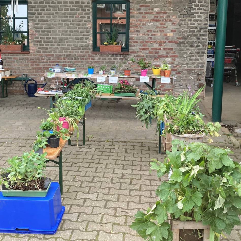 Börse am Haus Neuenhoven: Pflanzentauschbörse am Samstag in Jüchen