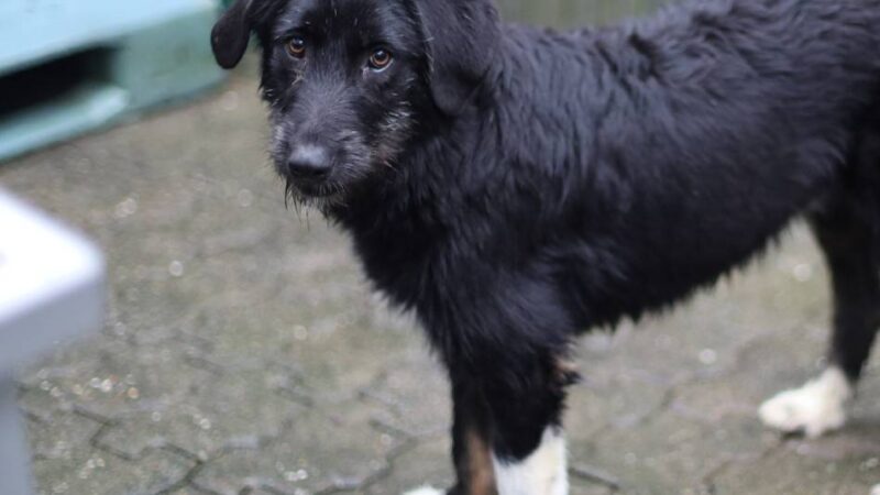 „Tier der Woche“ in Wermelskirchen: Ein freundlicher Rohdiamant, der geschliffen werden will