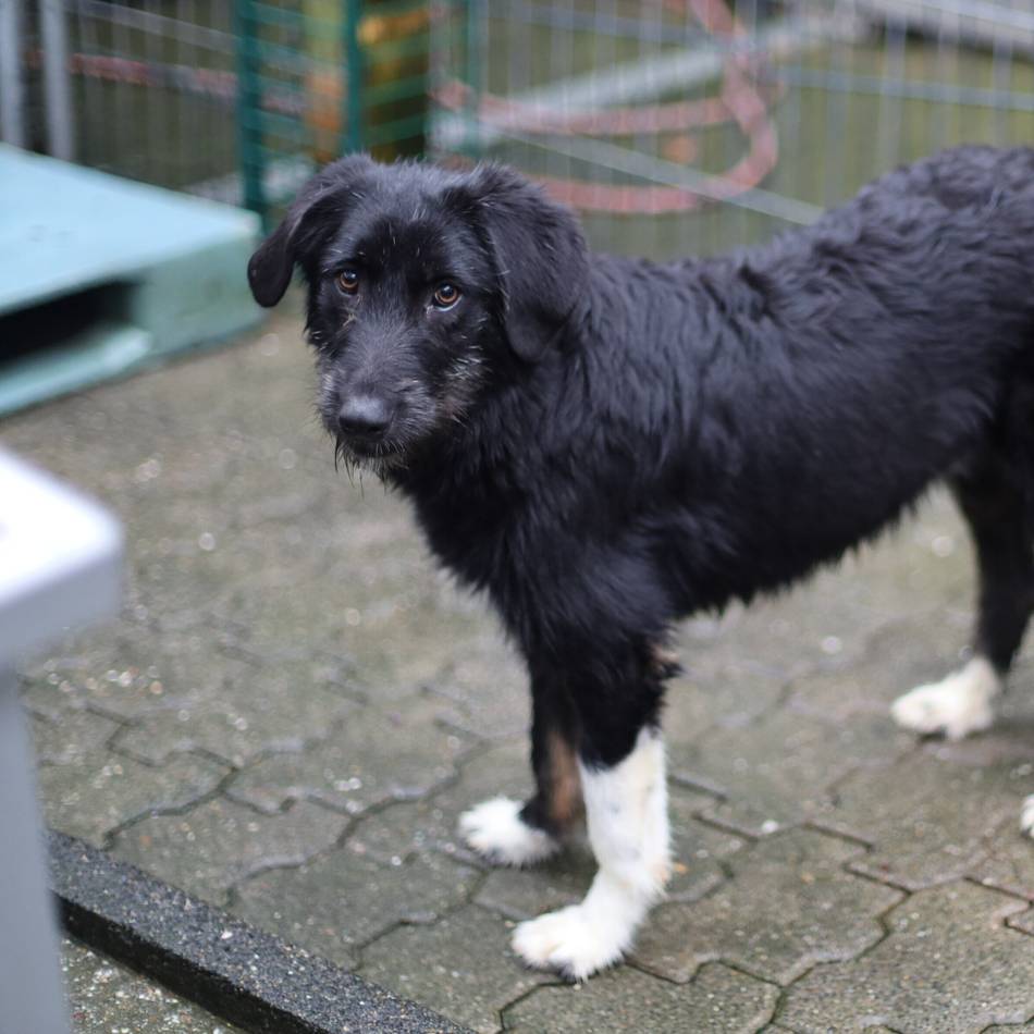 „Tier der Woche“ in Wermelskirchen: Ein freundlicher Rohdiamant, der geschliffen werden will
