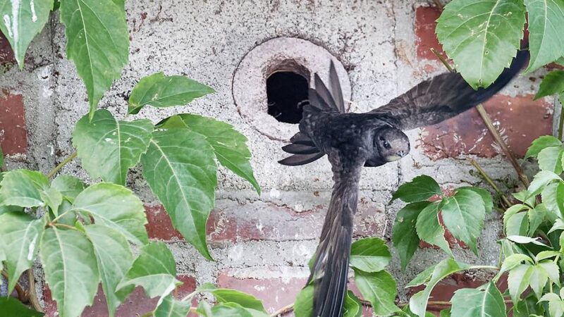 Naturschutzverbände bitten um Meldung: Mauersegler nisten fast unbemerkt an Leverkusener Häusern