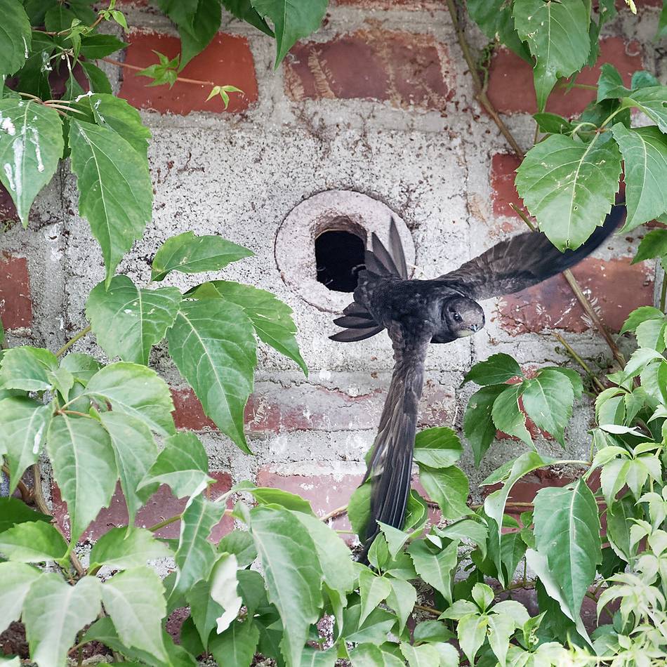 Naturschutzverbände bitten um Meldung: Mauersegler nisten fast unbemerkt an Leverkusener Häusern