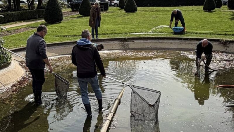 Rettungsaktion in Viersen: Angler retten hunderte Goldfische aus Stadtgarten-Becken