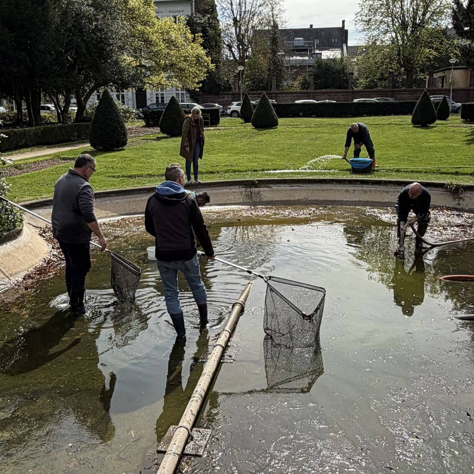 Rettungsaktion in Viersen: Angler retten hunderte Goldfische aus Stadtgarten-Becken