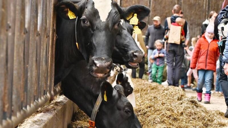Weideaustrieb in Wermelskirchen: Sissy ist die erste auf der Weide