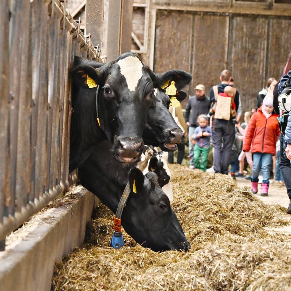 Weideaustrieb in Wermelskirchen: Sissy ist die erste auf der Weide