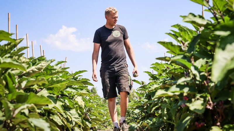 Diebstahl auf Dormagens Feldern: „Die Menschen werden wirklich kackendreist“ – Landwirte in Sorge