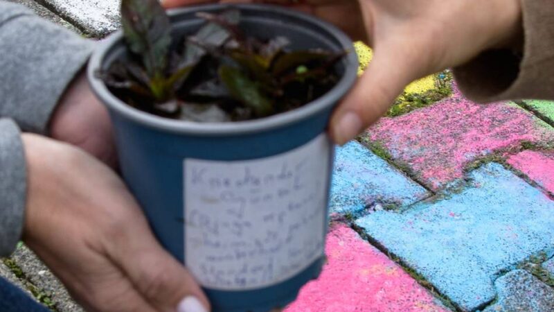 Heimat blüht auf: Pflanzentausch in Hetzerath am Sonntag