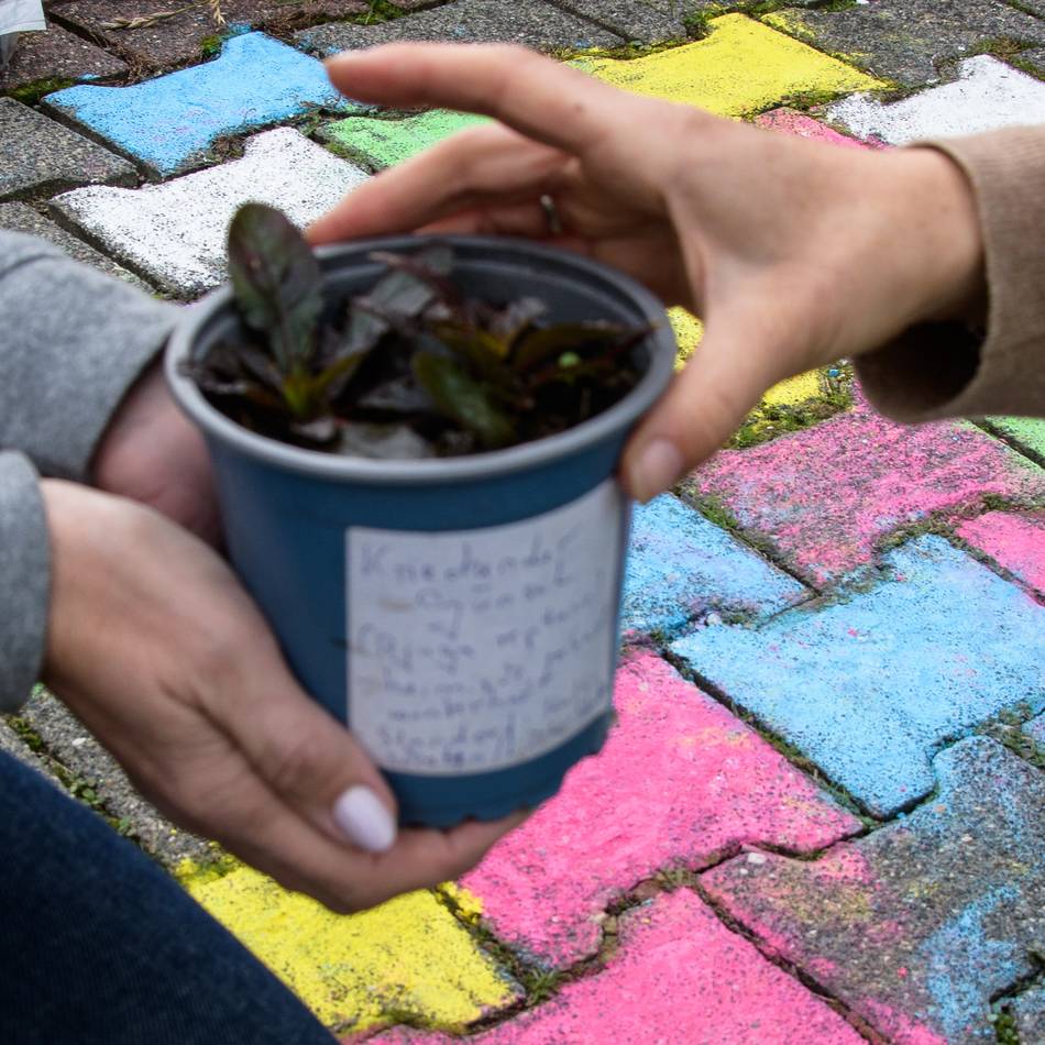 Heimat blüht auf: Pflanzentausch in Hetzerath am Sonntag