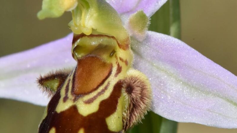 Arbeitsgemeinschaft Braunkohlenrekultivierung: Verschiedene Veranstaltungen zu Orchideen in Grevenbroich