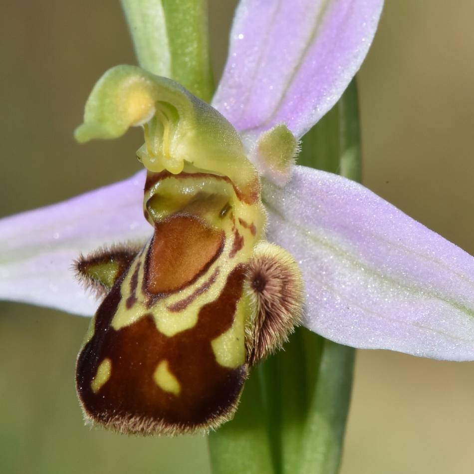 Arbeitsgemeinschaft Braunkohlenrekultivierung: Verschiedene Veranstaltungen zu Orchideen in Grevenbroich